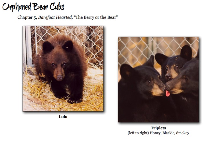 Orphaned black bear cubs.